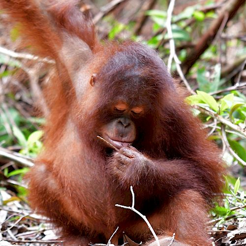 Orang-Utan Baby Iqo bearbeitet konzentriert einen Ast.