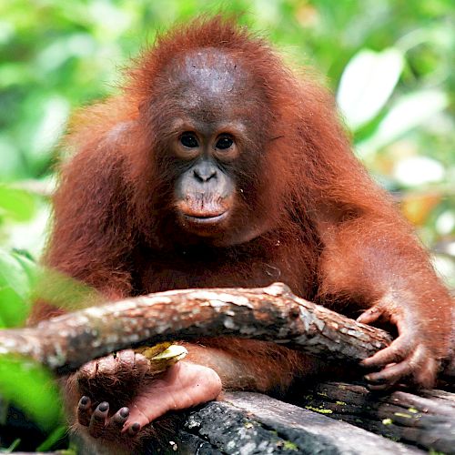 Iqo scheint sich zu fragen, was sie mit dem Ast anstellen soll. © BOSF