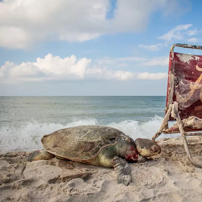 Grosses Bild: Die tote Kemp's-Ridley-Schildkröte gehörte zu den seltensten Wasserschildkröten. © Dr. Matt Ware