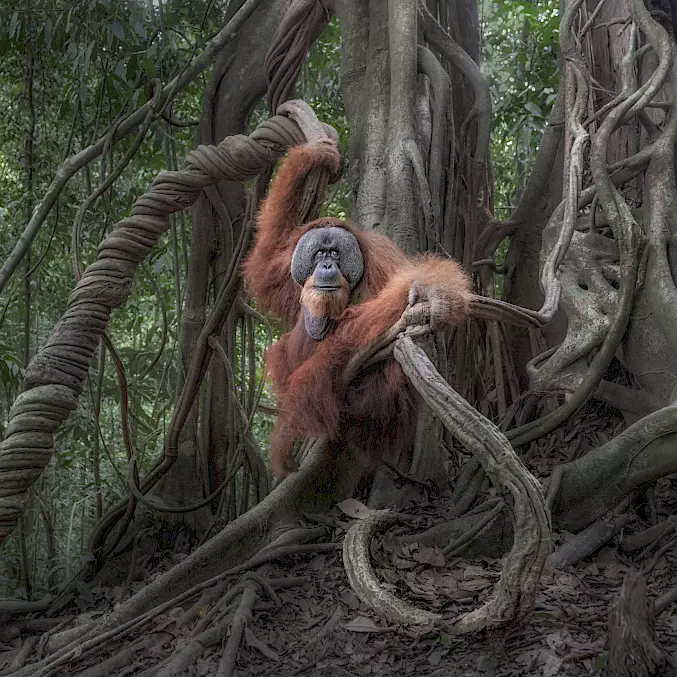 Grosses Bild: Männlicher Sumatra-Orang-Utan im Norden Sumatras. © Marco Gaiotti