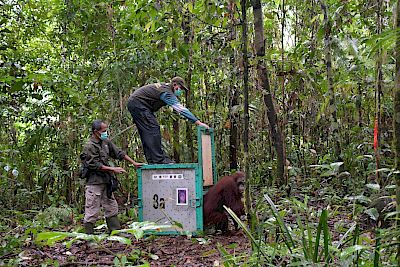 Zurück in die Freiheit: Jumbo beginnt neues Leben im Regenwald