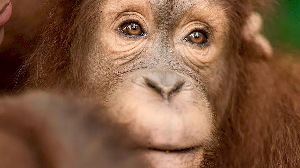 Orang-Utan Jumbo schaut in die Ferne.