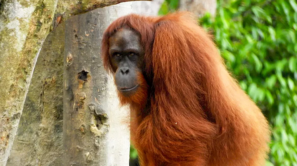 Orang-Utan Jumbo auf der Vorauswilderungsinsel.