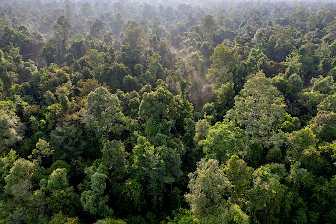 Grosses Bild: Dieser Wald könnte (symbolisch) Ihnen gehören. © Andrew Suryono | BOSF | BOS Schweiz