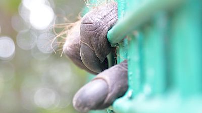 6 Orang-Utans erfolgreich ausgewildert