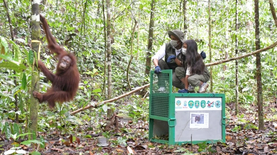 Ein Orang-Utan wird ausgewildert