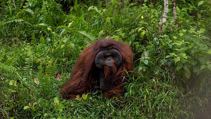 Grosses Bild: Ein Highlight auf jeder Freiwilligenreise ist die Sichtung von Orang-Utans in der BOS-Rettungsstation.