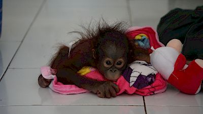 Esa und Indri – Zwei Orang-Utan-Babys auf dem Weg zurück ins Leben