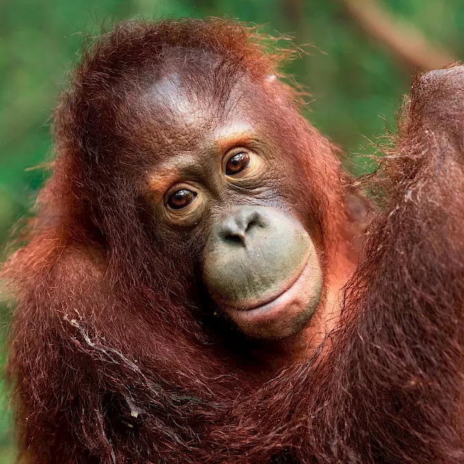 Grosses Foto: Für diesen lieben Orang-Utan kann man eine Patenschaft gewinnen.