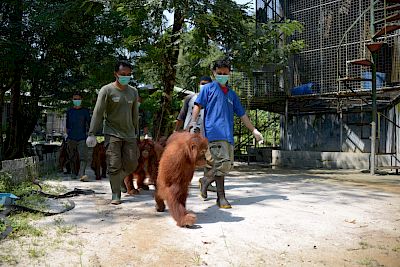 Die Waldschule: Wie Orang-Utans das Überleben lernen