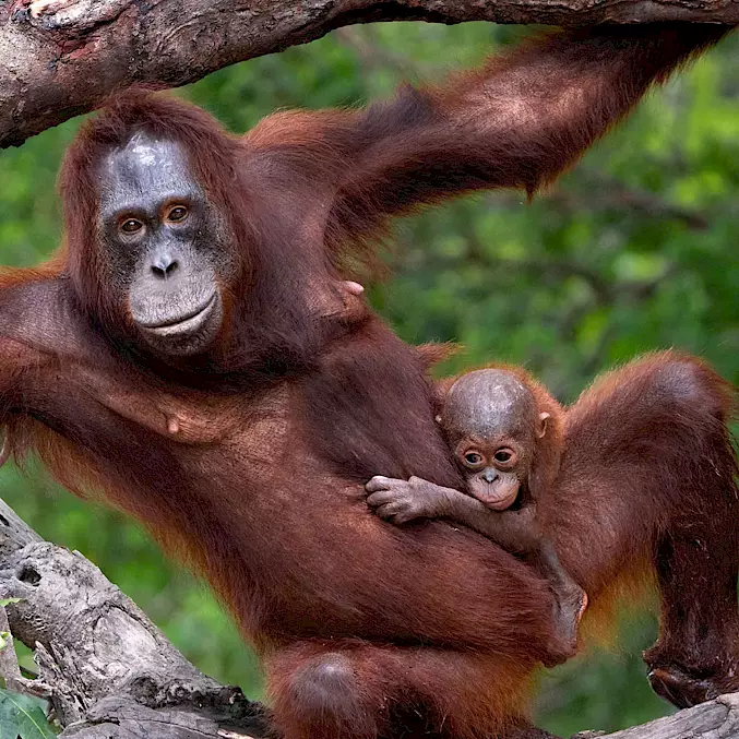 Grosses Bild: Indro ist der neuste Zuwachs von Inungs Familie.  © BOSF / BOS Schweiz