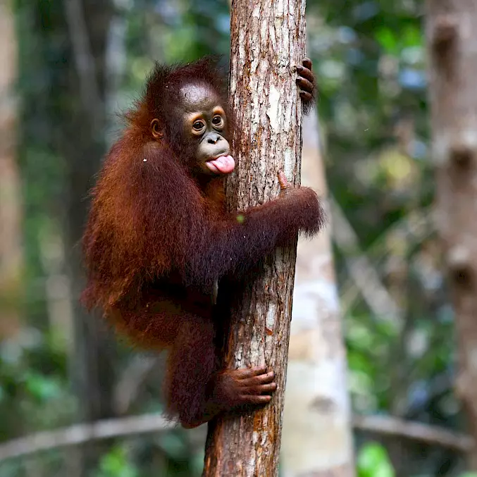 Grande image : Jeni semble tirer volontairement la langue.