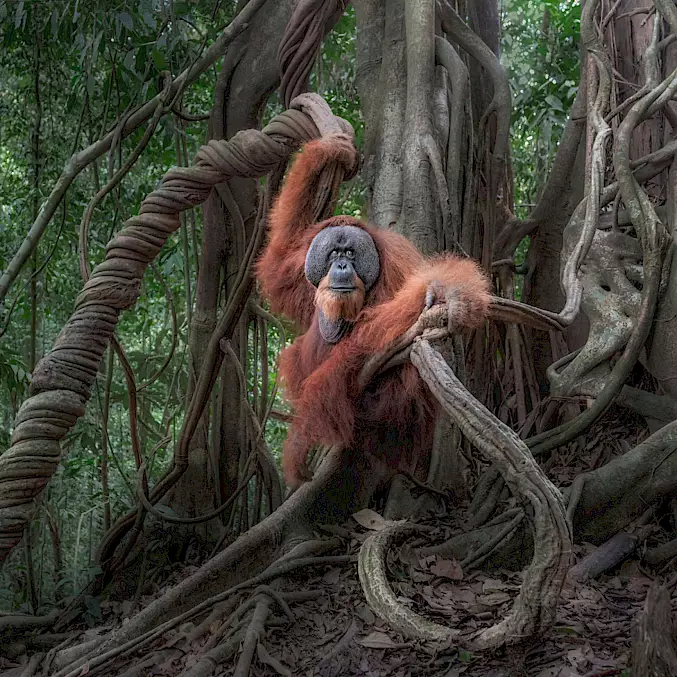 Grande image : Voilà comment cela devrait être – un orang-outan mâle en liberté. La réalité est malheureusement souvent bien différente. © Marco Gaiotti