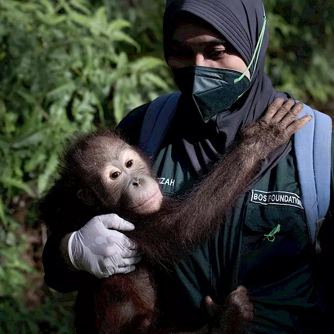 Grand image: Un orang-outan orphelin s’agrippe à sa mère adoptive humaine au centre de sauvetage du BOS. © Aaron Gekoski | BOSF | BOS Schweiz