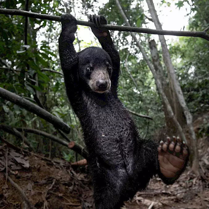 Photo principale : ce petit ours malais fait de la gymnastique sur une branche au centre de sauvetage BOS Samboja Lestari. © Aaron Gekoski