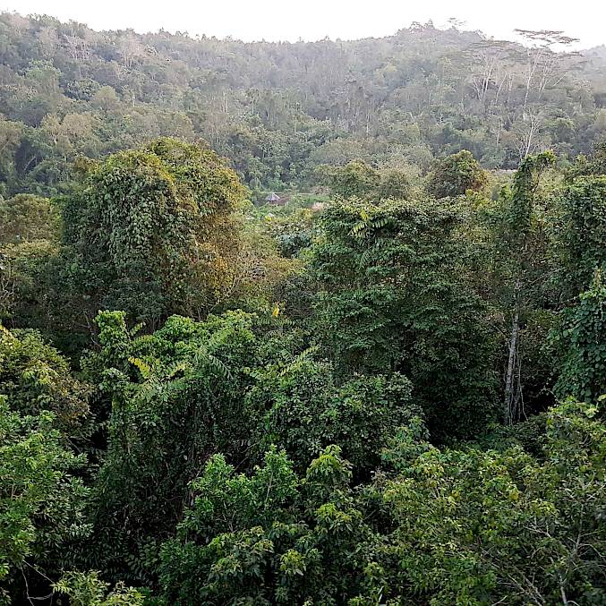 Image principale : la forêt de Bornéo symbolise notre engagement global, qui allie la protection des espèces au reboisement et à la protection des forêts. © Andrew Suryono | BOSF | BOS Schweiz