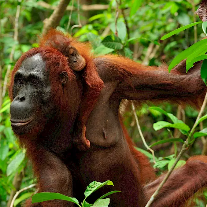 Grosses Bild: Das schlafende orange Engelchen ist das Ergebnis, wenn sich zwei Orang-Utans lieb haben.
