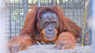 Sieben Orang-Utans finden zurück in die Wildnis
