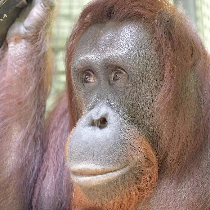 Grosses Bild: Kapuan wurde bis 2006 als Touristenattraktion in Safari World Thailand gehalten.