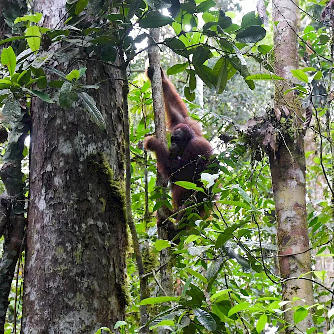 Grosses Bild: Momot macht seine ersten Kletterversuche in Freiheit.