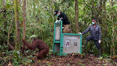 Zurück in die Wildnis: Warum es ein langer Weg bis zur Auswilderung ist