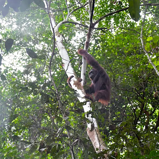 Grosses Bild: Kapuan ist zurück in der Wildnis.