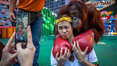 Orang-Utan Kapuan: Ihr Weg aus dem Wildtierhandel