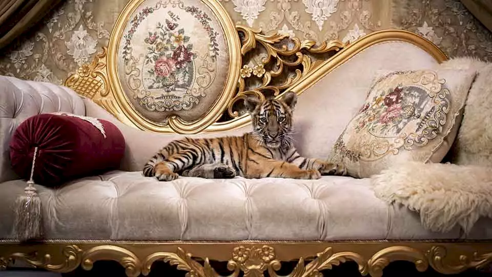 Ein Tigerbaby wird als Haustier gehalten