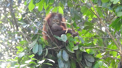 Orang-Utan-Nester: Kunst, Tradition und Überlebensstrategie