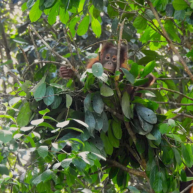Grosses Bild: Orang-Utan Indie in ihrem selbstgebauten Schlafnest.