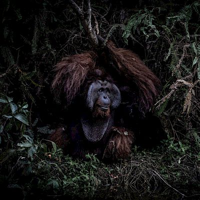 Hilfe für nicht auswilderbare Orang-Utans