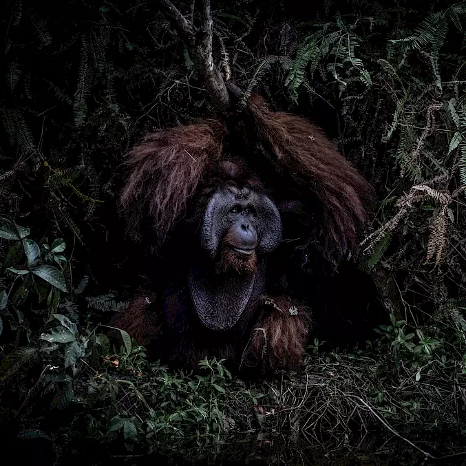 Hauptbild: Romeo auf einer unserer bewaldeten Inseln. © Aaron Gekoski