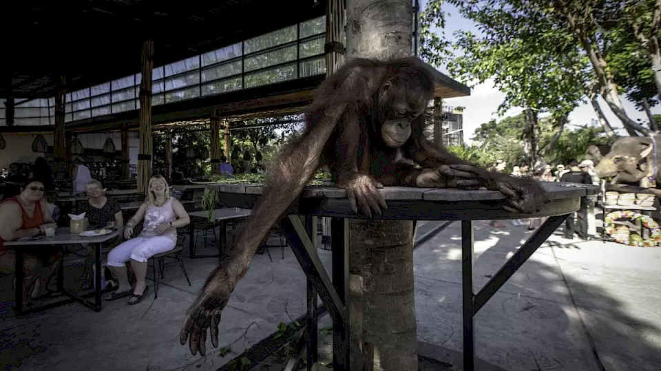 Ein für den Wildtiertourismus missbrauchter Orang-Utan