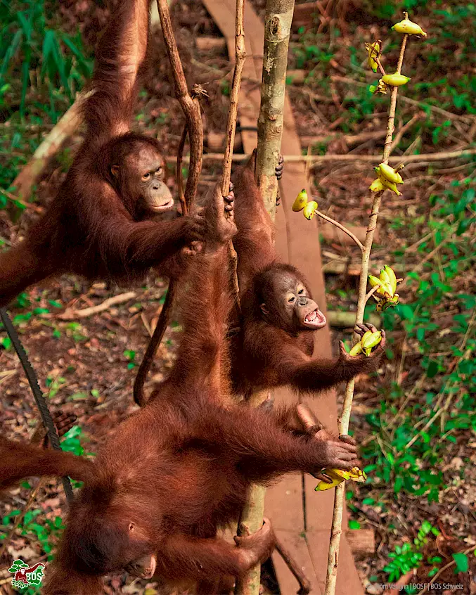 Grosses Bild: Orang-Utans in der BOS-Waldschule. ©Björn Vaughn | BOSF | BOS Schweiz