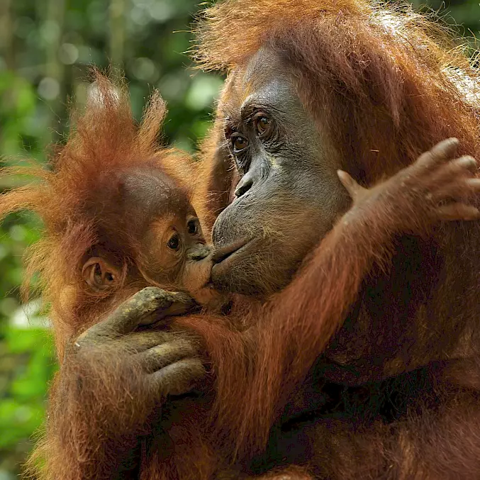 Grosses Bild: Eine Orang-Utan-Mutter füttert ihr Junges mit dem Mund. © Thomas Marent