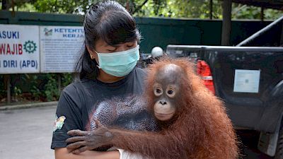 Orang-Utan Taymur: Vom illegalen Haustier zurück in den Regenwald