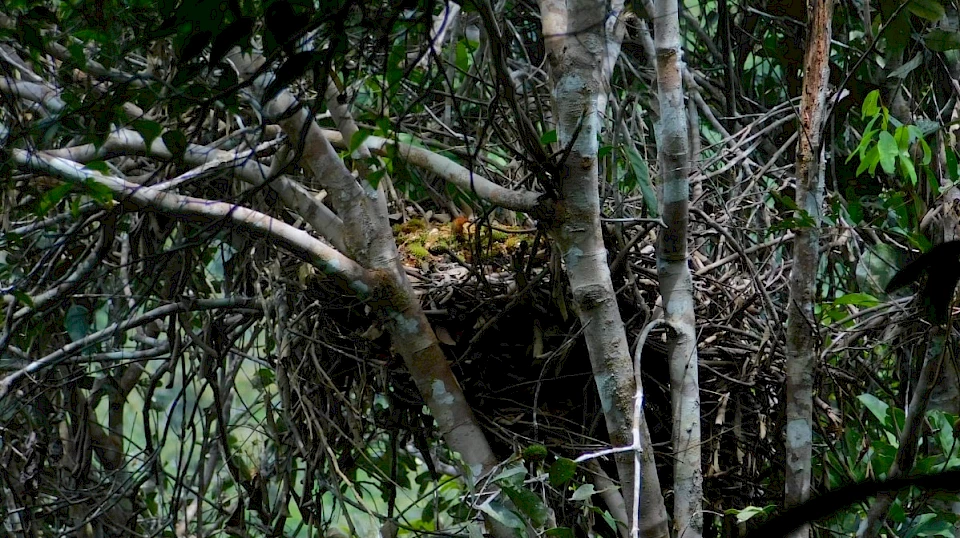 Orang-Utan Nest