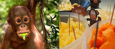 Support my Camp: Gemeinsam Bildung stärken und Orang-Utans schützen