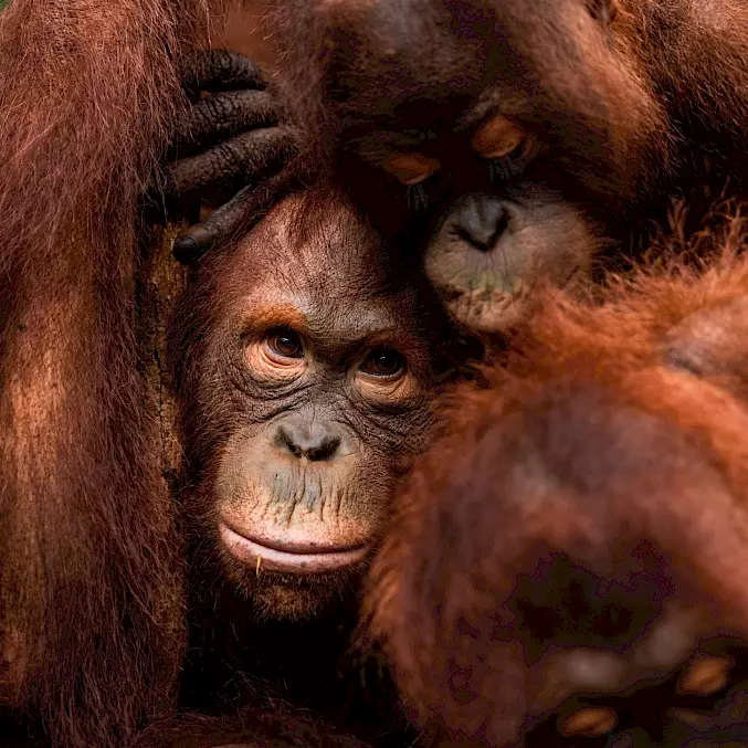 Grosses Bild: Orang-Utan-Waisen in der BOS-Waldschule. © Björn Vaughn | BOSF | BOS Schweiz