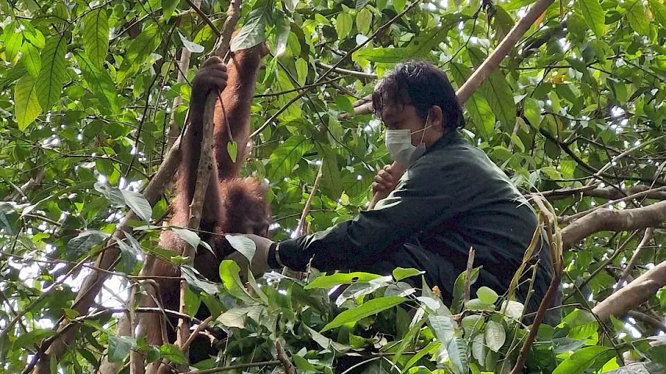 BOS Babysitter im Baum mit Orang-Utan