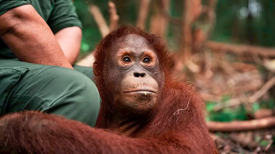 Orang-Utan-Waise in der BOS-Waldschule
