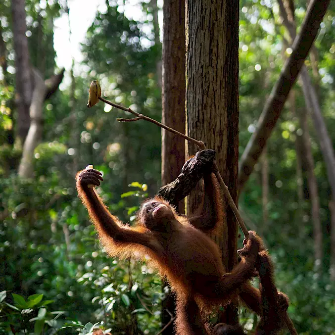 Grosses Bild: Ein Orang-Utan in der BOS-Waldschule interagiert mit einem klassischen "Food-Enrichment". © Björn Vaughn | BOSF | BOS Schweiz
