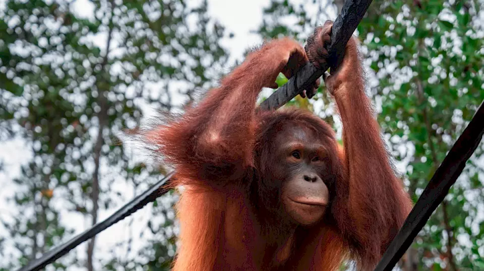 Orang-Utan hangelt an Reifenseil