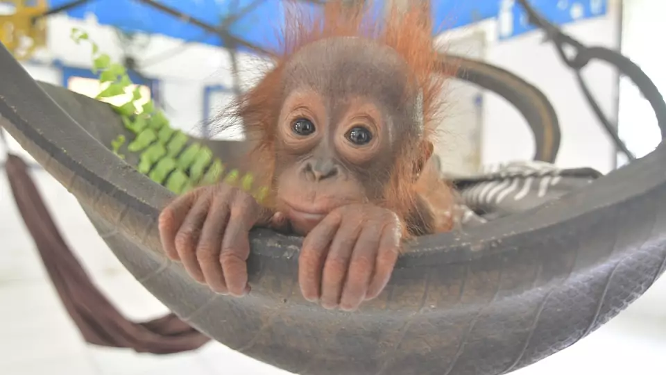 Orang-Utan in Schaukel