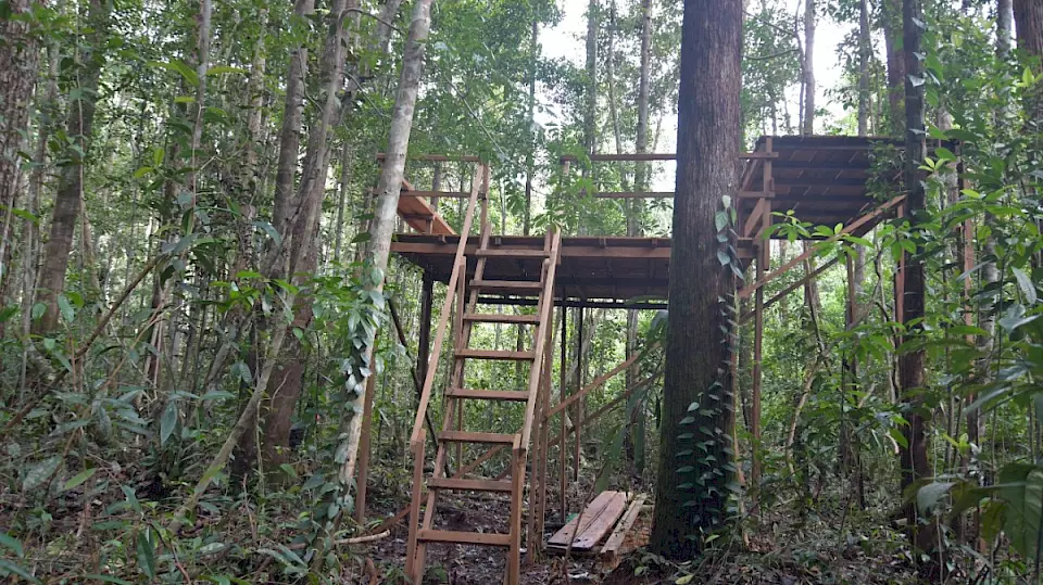 Fütterungsplattform für Orang-Utans