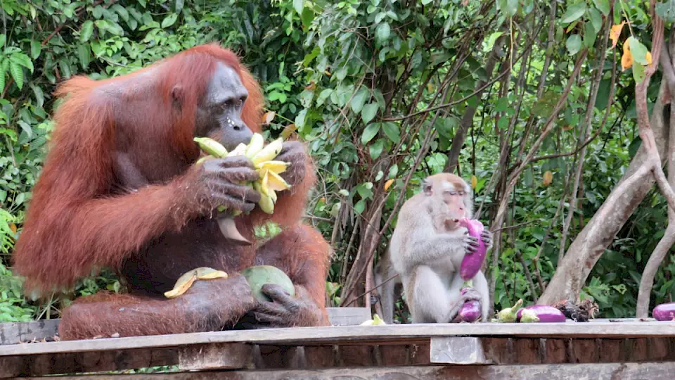 Orang-Utan und Makake teilen Znüni