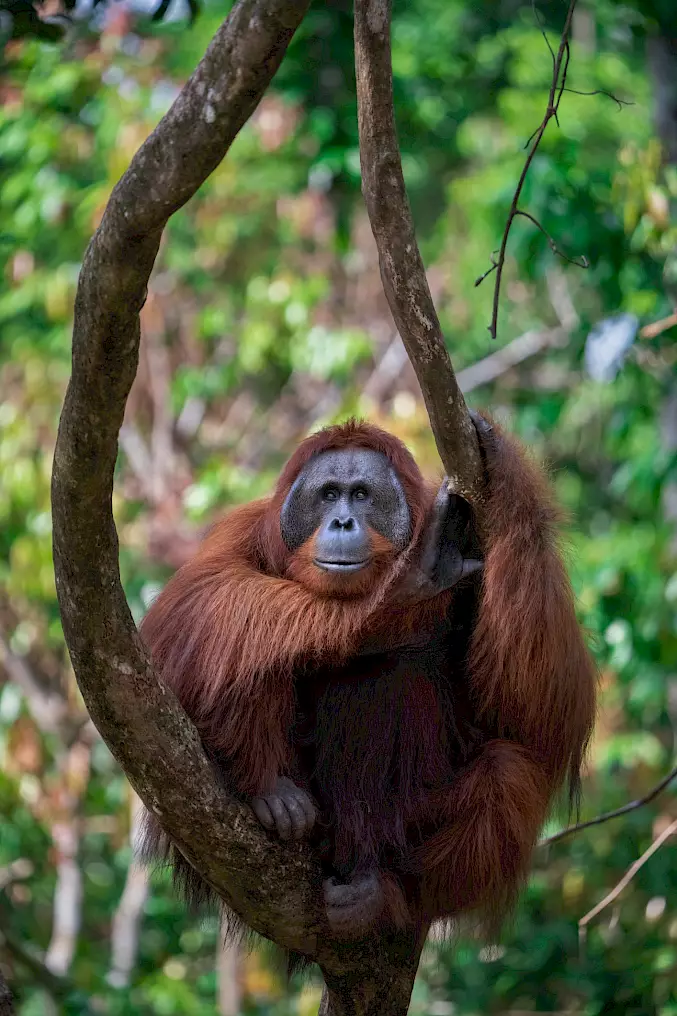 Grosses Bild: So soll es sein – ein Orang-Utan-Männchen sitzt gemütlich auf einer Astgabelung. © Björn Vaughn