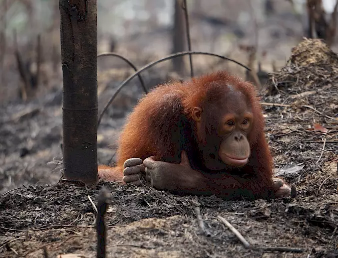 Brandrodung ist ein Bedrohungsfaktor für die vom Aussterben bedrohten Orang-Utans. In den BOS-Rettungsstationen finden sie Schutz und eine Chance auf ein freies Leben. © BOS Foundation