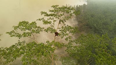 Gefangen im Flammenmeer: Die Rettung von Orang-Utan-Weibchen Novita